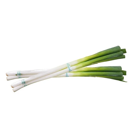 China Scallion