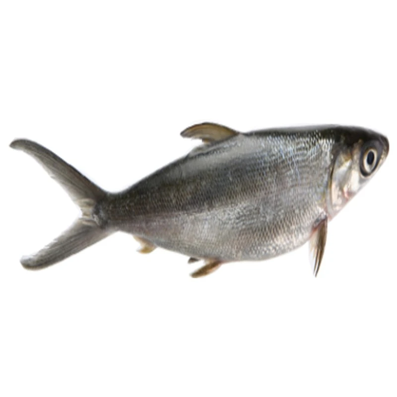 Milk Fish (牛奶鱼)