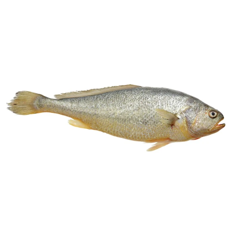 Yellow Croaker Fish (红花桃)